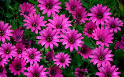 Osteospermum august