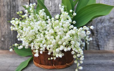 shutterstock_140700601